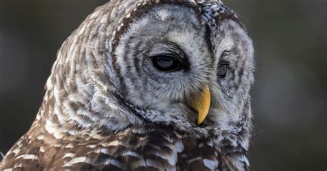 How Big Are Barred Owls? (Wingspan + Size) | Birdfact