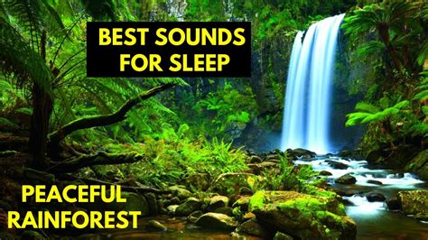 Rainforest Sounds for Sleeping 8 Hours | ASMR Sleep | Relaxing Jungle Sounds | Animal Sounds ...