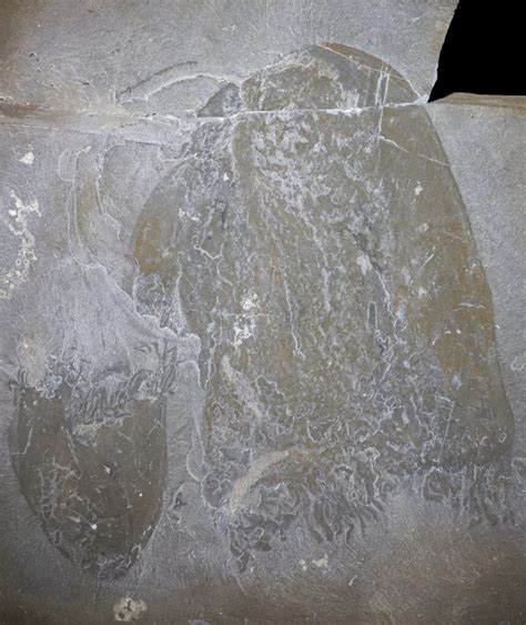 Record-Old Jellyfish Fossils - Techzle