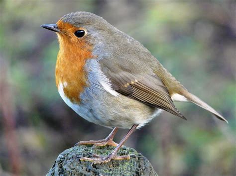 Neil's Daily Bird: 3 : European Robin