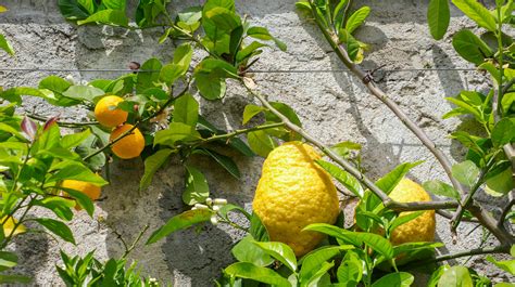 Lemon Vs Citron: What's The Difference?