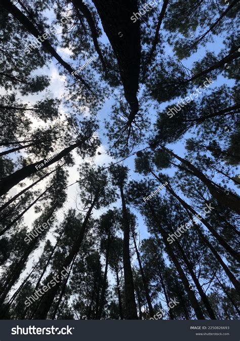 Hutan Pinus Mangunan Pine Forest Yogyakarta Stock Photo 2250826693 | Shutterstock