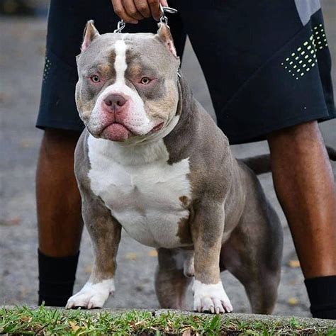 THE EXTREME AMERICAN BULLY - TRI COLOR POCKET BULLY PUPPIES - VENOMLINE