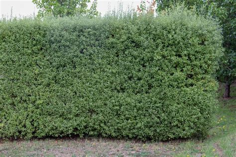 Pittosporum Hedge: 7 Best Pittosporum Varieties For Hedges