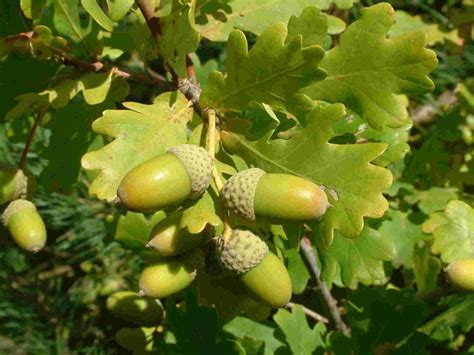 Oak Nuts Facts, Health Benefits and Nutritional Value