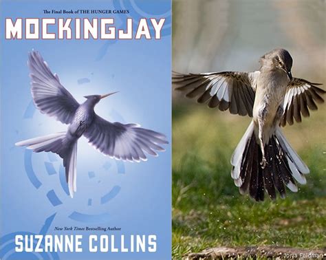 Is the Mockingjay from The Hunger Games Real? • The National Wildlife Federation Blog : The ...