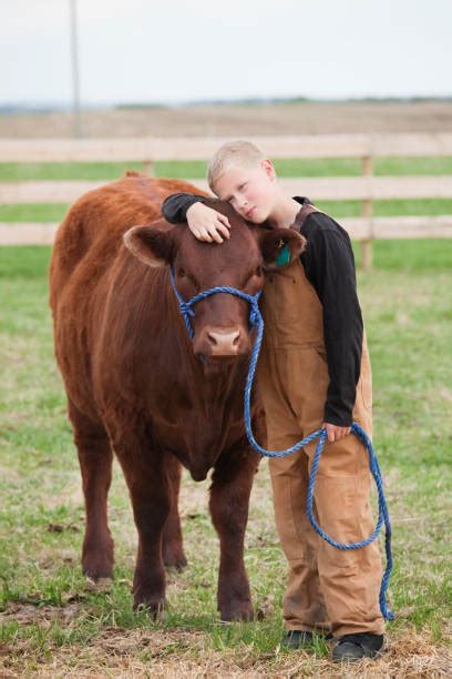 Cow Hug Stock Photos, Pictures & Royalty-Free Images - iStock