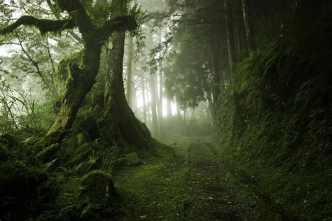 Mystic Forest, Netherlands : pics