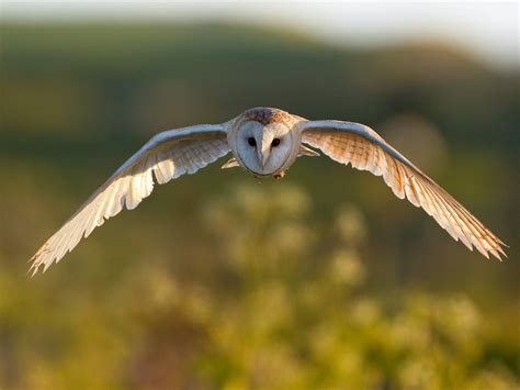 Barn Owl Bird Facts (Tyto alba) | Bird Fact