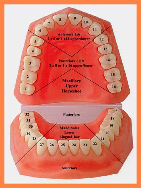 15+ tooth map numbers | resume-package | Dental, Dental hygiene school, Dental facts