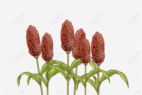 Sorghum, Crop, Sorghum, Plant PNG Image Free Download And Clipart Image For Free Download ...