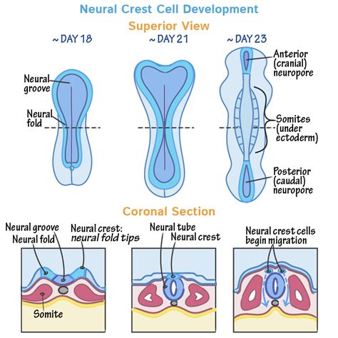 Embryology Glossary: Neural Crest Cell Differentiation | ditki medical ...