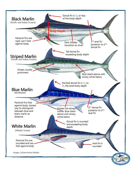 Identifying marlin species - Fishing World Australia