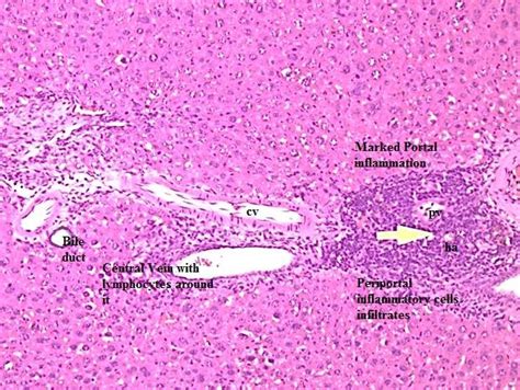 Liver Structure Histology