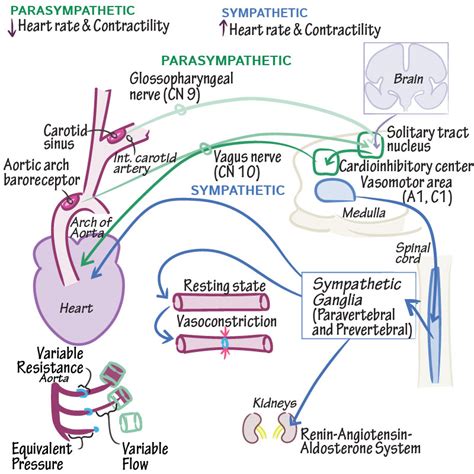 Physiology Glossary: Baroreceptor Reflex | Draw It to Know It