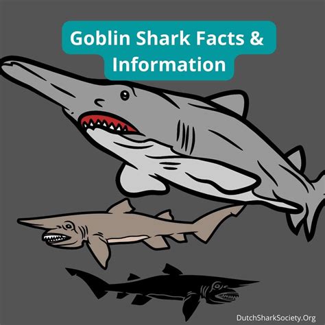 Goblin Shark Facts & Information - Dutch Shark Society