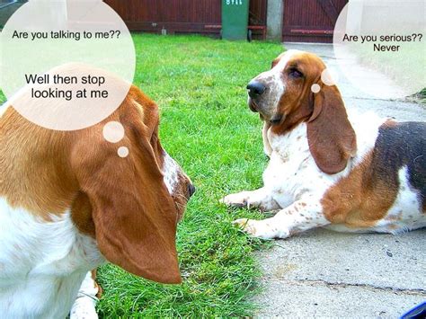 21+ Funny Basset Hound Dog Memes | Hound dog, Basset hound, Dog memes