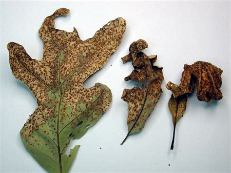 Oak galls won't cause much permanent damage | Missouri Department of Conservation