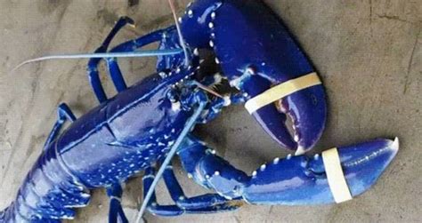 Blue Lobster, The Rare Crustacean That's One In 2 Million