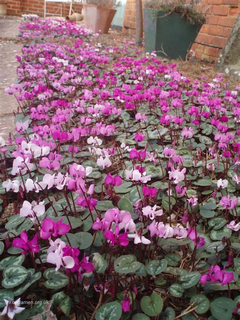 Cyclamen coum - Cyclamen Society