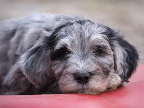 Silver Pastori Bergamascos - Bergamasco Sheepdog Breeder - Puppies and ...