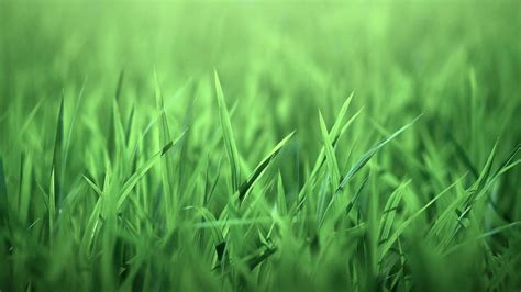 Green Grass Wallpapers - Wallpaper Cave