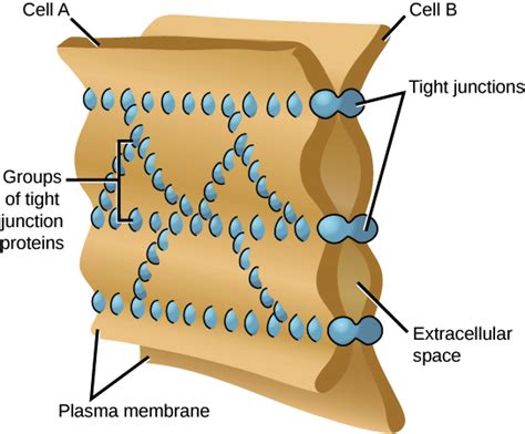 Intercellular Junctions - Plasma Membrane - MCAT Content