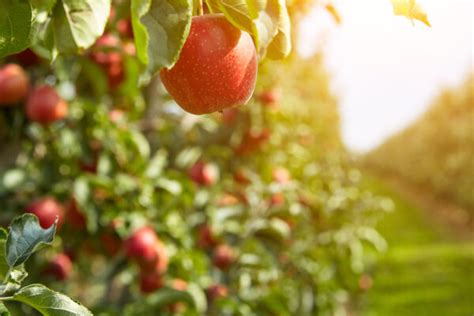 Apple Pollination Chart: A Guide With Simplified Steps for Success - Minneopa Orchards