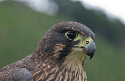 New Zealand falcon/kārearea: New Zealand native land birds