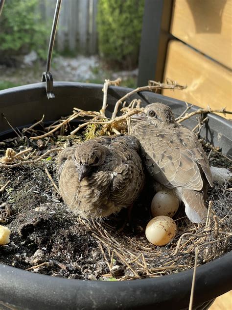 Update on my mourning dove nest! : r/whatsthisbird