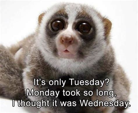 Tuesday Memes - Funny Happy Tuesday Pictures