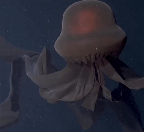 🔥 Giant Phantom Jellyfish : r/TheDepthsBelow