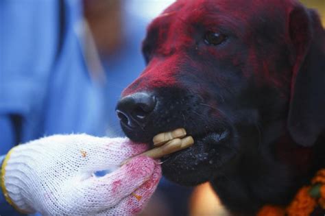 In Nepal, Every Dog Has Its Day. Literally.