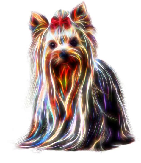 Fractal Wire Yorkshire Terrier Dog Free Stock Photo - Public Domain ...