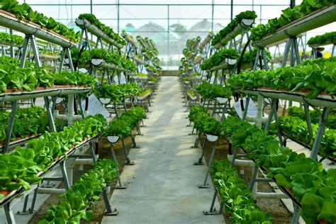 What are vertical farming systems? Here’s all you need to know