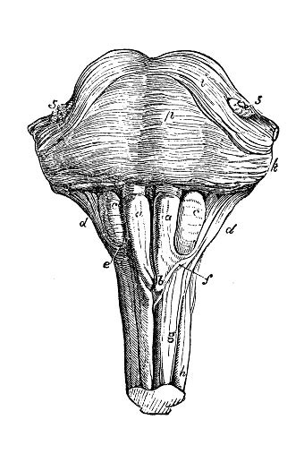 Antique Illustration Of Human Body Anatomy Nervous System Pons Varolii ...