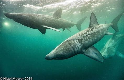 several sharks swimming in the ocean together