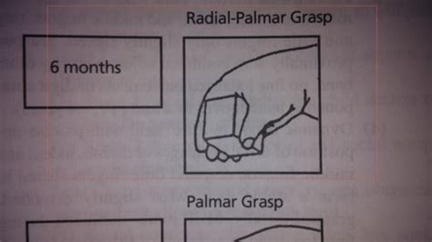 Grasp Progression Flashcards | Quizlet