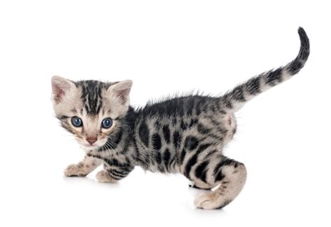 Premium Photo | Munchkin bengal kitten