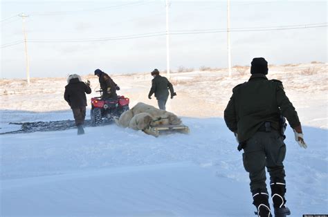 Churchill, Manitoba, 'Polar Bear Capital Of The World': Small-Town Residents Live Among Wild ...