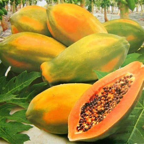 Papaya Seeds - Etsy