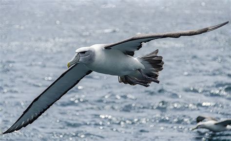 the majestic bushy mollymawk, stewart island new zealand in 2024