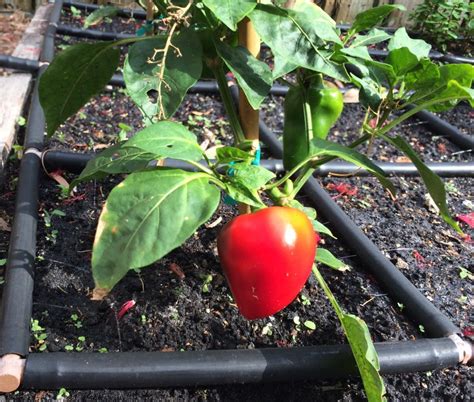 Juicy Bell Pepper! Plant Spacing Needs: 1 per Garden Grid™ square. | Garden salsa recipe, Garden ...