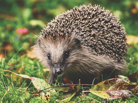 Perbedaan Landak Mini (Hedgehog) dan Landak Biasa (Porcupine) - Arafuru