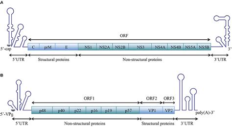 Double stranded rna virus nucleotides 321082-Double stranded rna virus nucleotides - Bestpixtajpn4qn