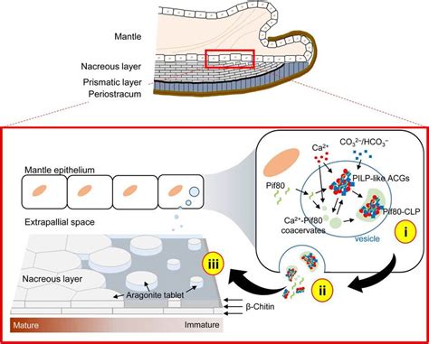 Schematic illustration of the proposed roles of Pif80 in the nacre... | Download Scientific Diagram