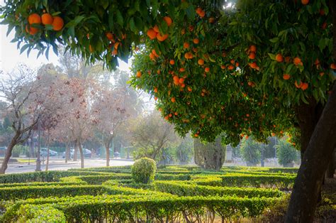 10 Things to Know about Seville Oranges – Trip-N-Travel