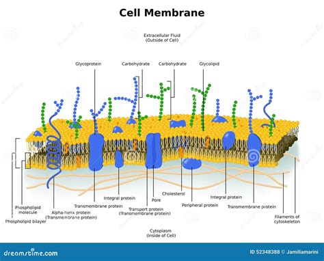 Structure De Membrane Cellulaire (membrane De Plasma) Illustration ...