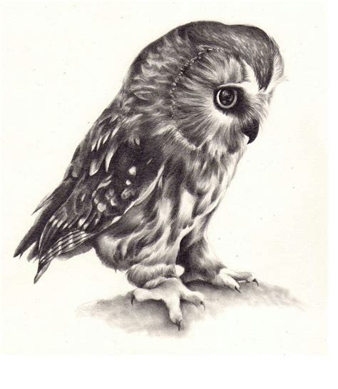 Owl Drawings For Tattoos