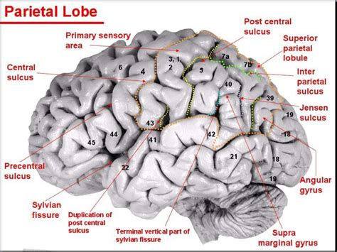 Anatomy of brain sulcus and gyrus - Dr.Sajith MD RD